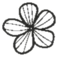 Druantia