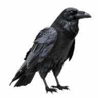 Grey Raven